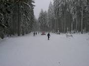 Descente en forêt au Wurmberg