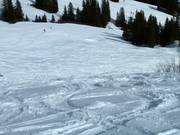 Traces dans la poudreuse