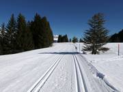 Piste de ski de fond Madilsrunde (Alp Tannenboden)