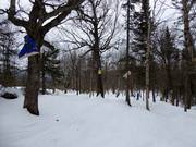 Descente en forêt adaptée aux enfants