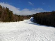 Piste facile et attrayante à travers la haute forêt