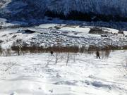 Tree runs à travers des forêts de bouleaux