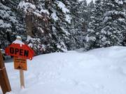 Ski dans les arbres (descentes à travers les forêts)