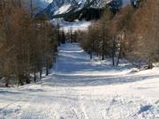 Descente en forêt au Piz Aela