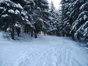 La descente à travers la forêt mène à la partie plus plate de la pente principale.