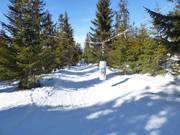 Piste Isas Waldpiste