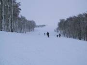 Descente en forêt à Chapelco