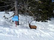 Des personnages amusants sur la piste des animaux sauvages en direction de Fiorentini