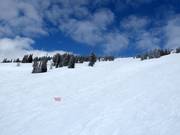 Descente Williamson Bowl