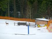 Babylift Geissleinpark I - Télécorde/remonte-pente à câbles bas
