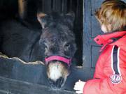 Ânes au restaurant d’altitude La Valette