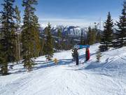 Piste forestière déboisée Wolf's Den