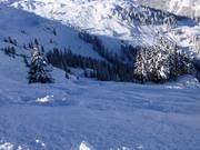 Tree runs jusqu’au « Bärenloch »