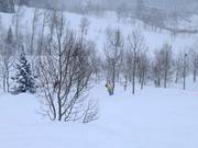 Ski en forêt (descentes à travers les bois)