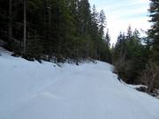 Descente facile en forêt