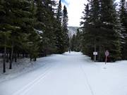Les pistes de ski de fond traversent idylliquement les forêts environnantes.
