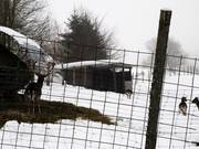 Parc à gibier derrière le refuge de ski