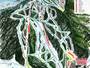 Plan des pistes Red River