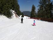 Piste facile 6 dans le domaine skiable