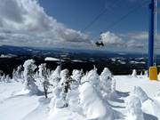 Les Snow Ghosts (Schneegeister) de Big White