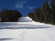 Large piste forestière