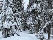 Le domaine skiable SilverStar bénéficie d'un enneigement naturel abondant.