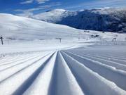 Des traces fraîches le matin