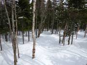 Piste forestière déboisée