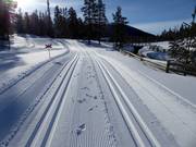Piste de ski de fond à Tandådalen