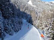Descente facile en forêt