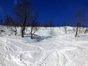 Tree runs à travers des forêts de bouleaux