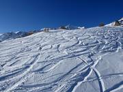 Descentes en neige profonde au Cima Vioz