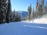 Piste facile Mt. Morrisey Connector