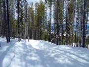 Piste pour enfants dans la forêt