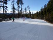 Piste forestière facile et large