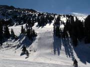 Columbine dans le Montezuma Bowl