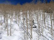 Ski dans les arbres (descentes à travers les arbres)