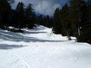 Descente Cabin Trail