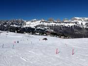 Pistes faciles près des téléskis Schwammkopf et Tannenboden