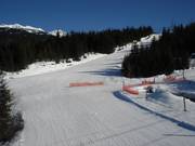 Ptarmigan au Whistler Mountain