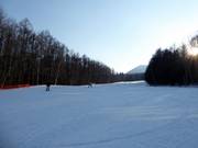 Magnifique descente en forêt Prince