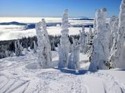 Neige poudreuse fraîche et arbres saupoudrés à Sun Peaks