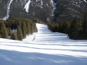 Large et raide descente en forêt