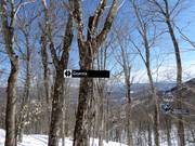 Les descentes à travers les forêts éclaircies (Gladed Runs) sont très appréciées.