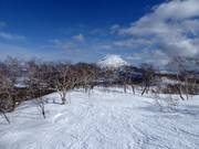 Piste forestière déboisée à Niseko
