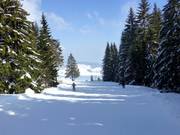 En partie, les pistes traversent des forêts idylliques.