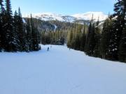 Piste facile en forêt n° 13 Miss Gratz