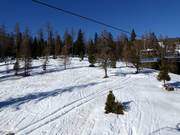 Traces à travers la forêt