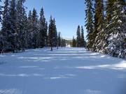 Piste facile à travers la forêt à Hundfjället