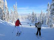 Piste facile à travers la forêt hivernale canadienne